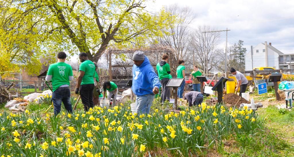 A group of students working in a garden of yellow flowers