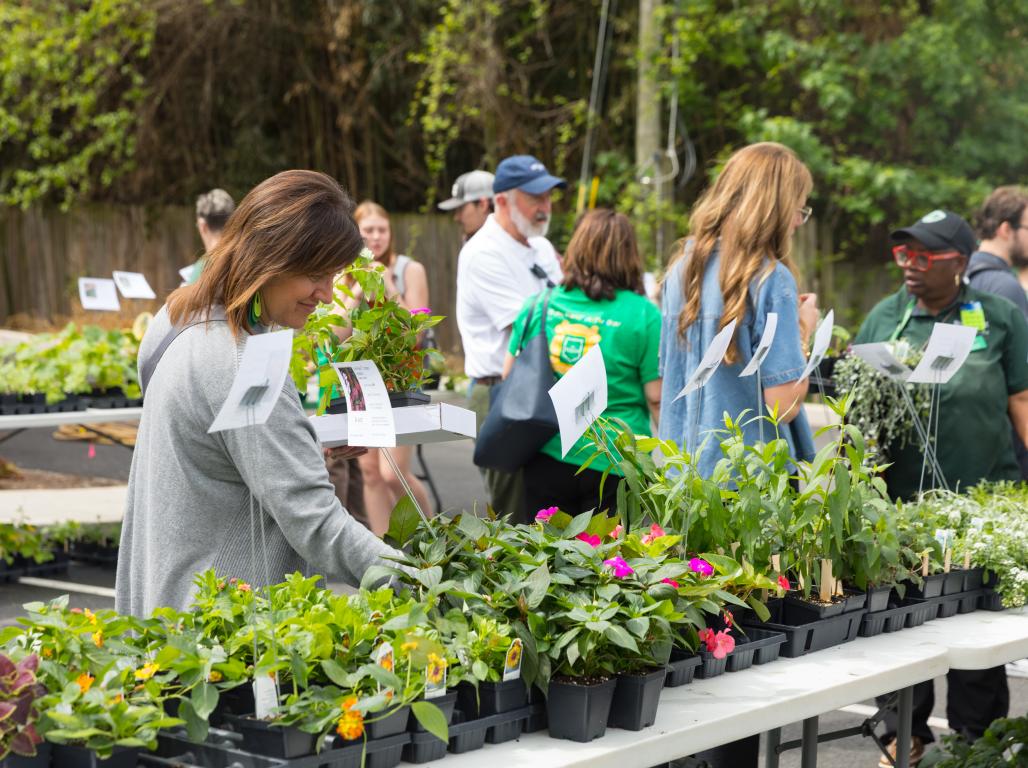People shopping for plants on a sunny day.