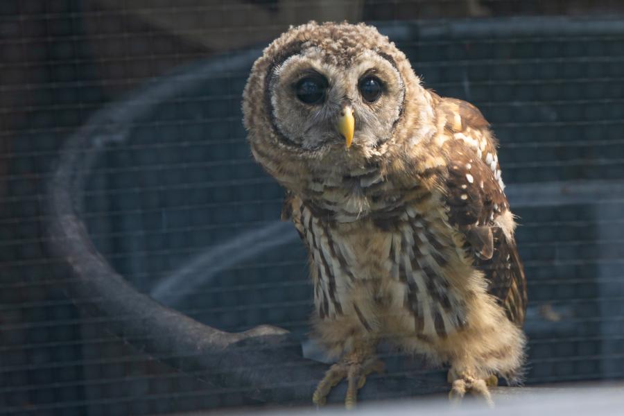 An owl looks curiously at the camera.