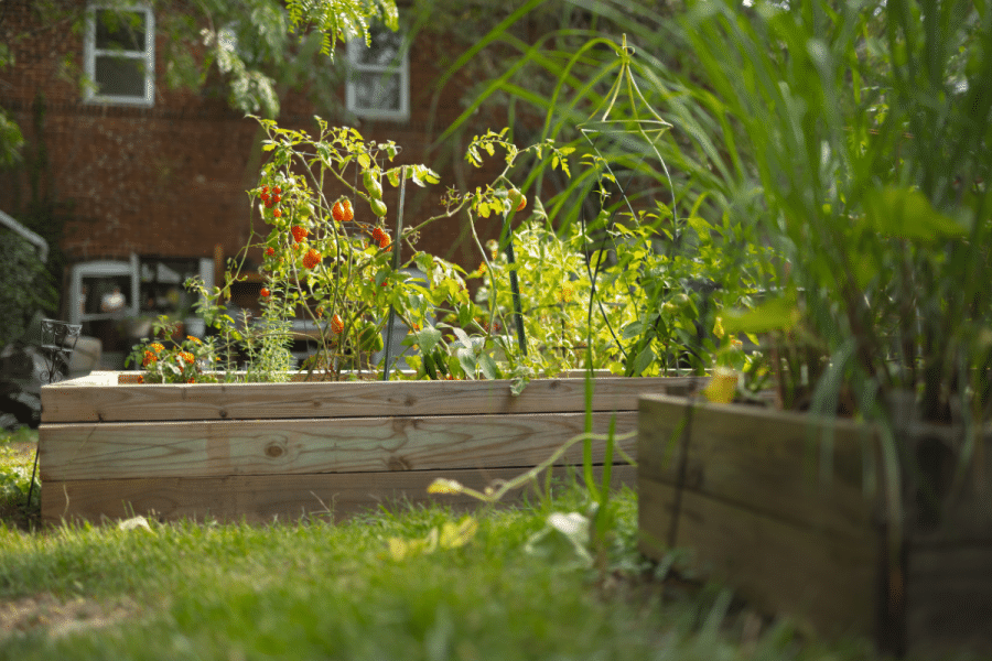 Raised wooden garden beds filled with tomato plants, herbs, and other greenery in an outdoor community garden.